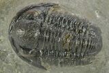 Detailed Gerastos Trilobite Fossil - Morocco #377246-1